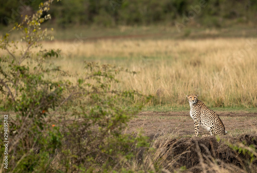 Cheetah looking all over surrounding for prey, Masai Mara, Kenya