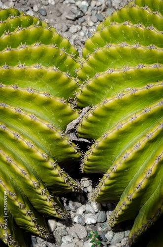 Dettaglio di due piante di cactus vicine una all’altra in un orto botanico photo