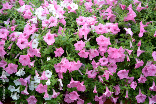 petunia flowers