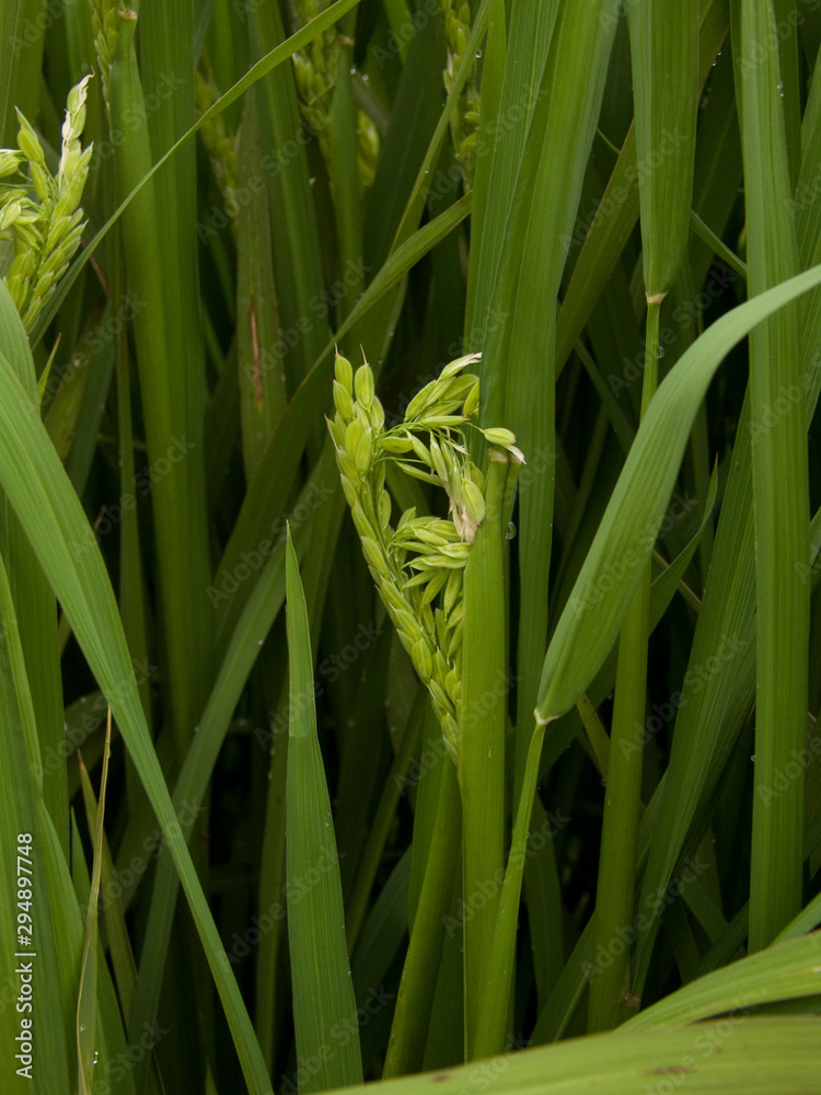 Obraz premium green grass with water drops