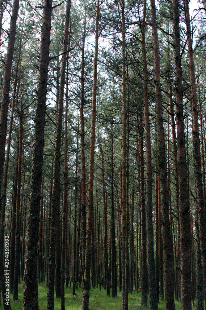 Obraz premium trees in forest