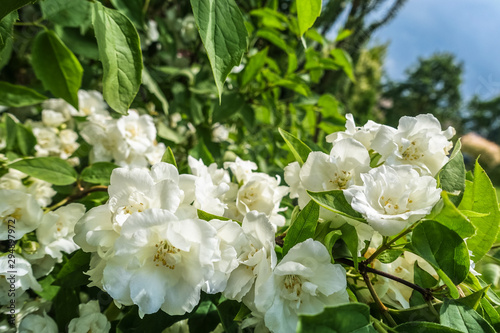 jasmine's many white flowers in close-up against a background of green leaves