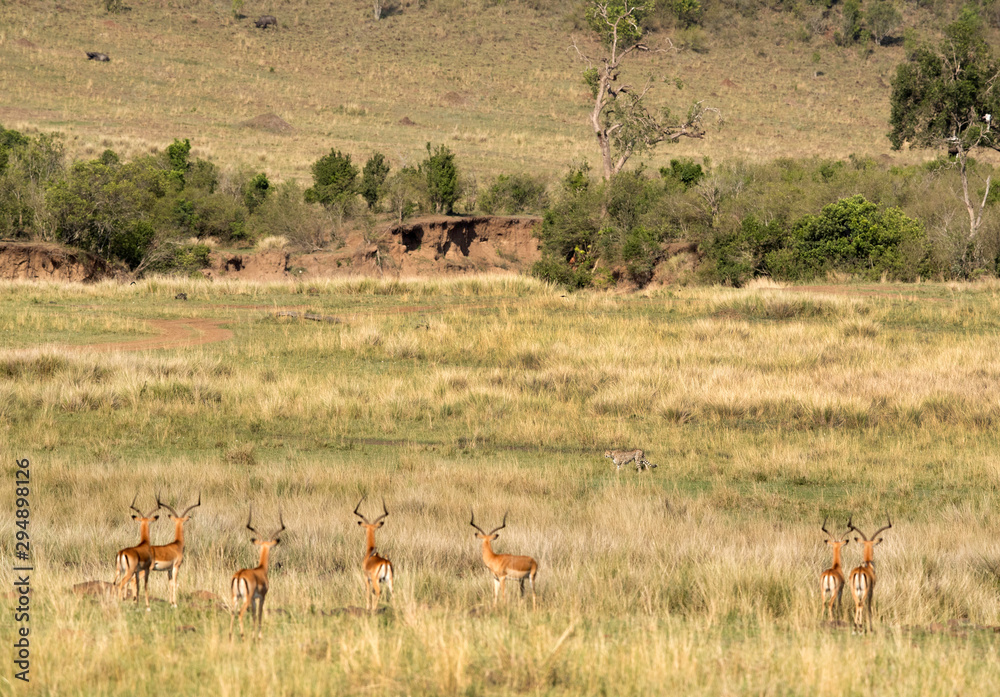 Predator and preys: Cheetah & Impala at Masai Mara, Kenya Predator and preys: Cheetah & Impala at Masai Mara, Kenya