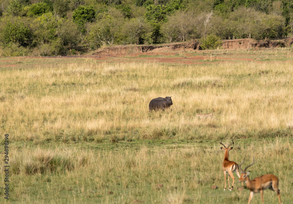 Predator and preys: Cheetah, Hippo & Impala at Masai Mara, Kenya Predator and preys: Cheetah, Hippo & Impala at Masai Mara, Kenya