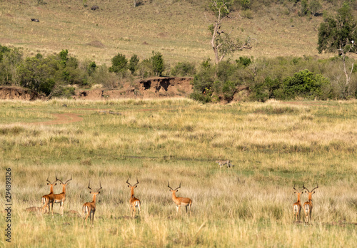 Fototapeta Naklejka Na Ścianę i Meble -  Predator and preys: Cheetah & Impala at Masai Mara, Kenya