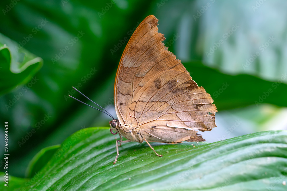 Fototapeta premium Closeup beautiful butterfly in a summer garden