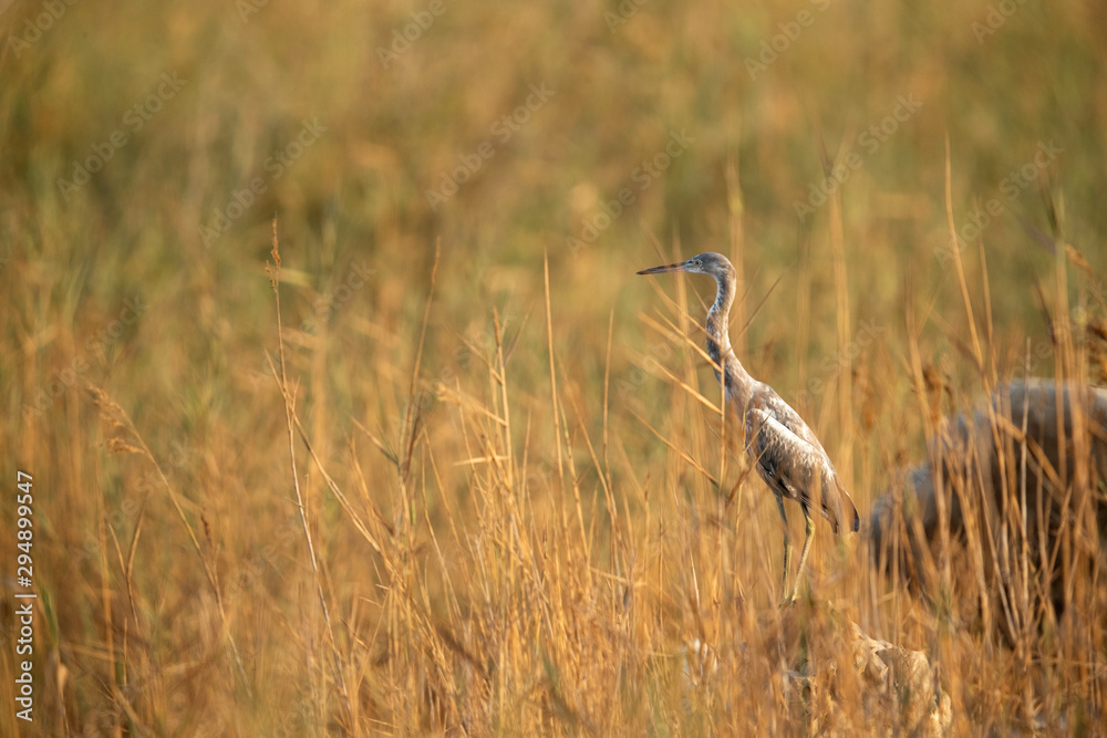 A western reef heron in the grasses of Asker marsh, Bahrain 