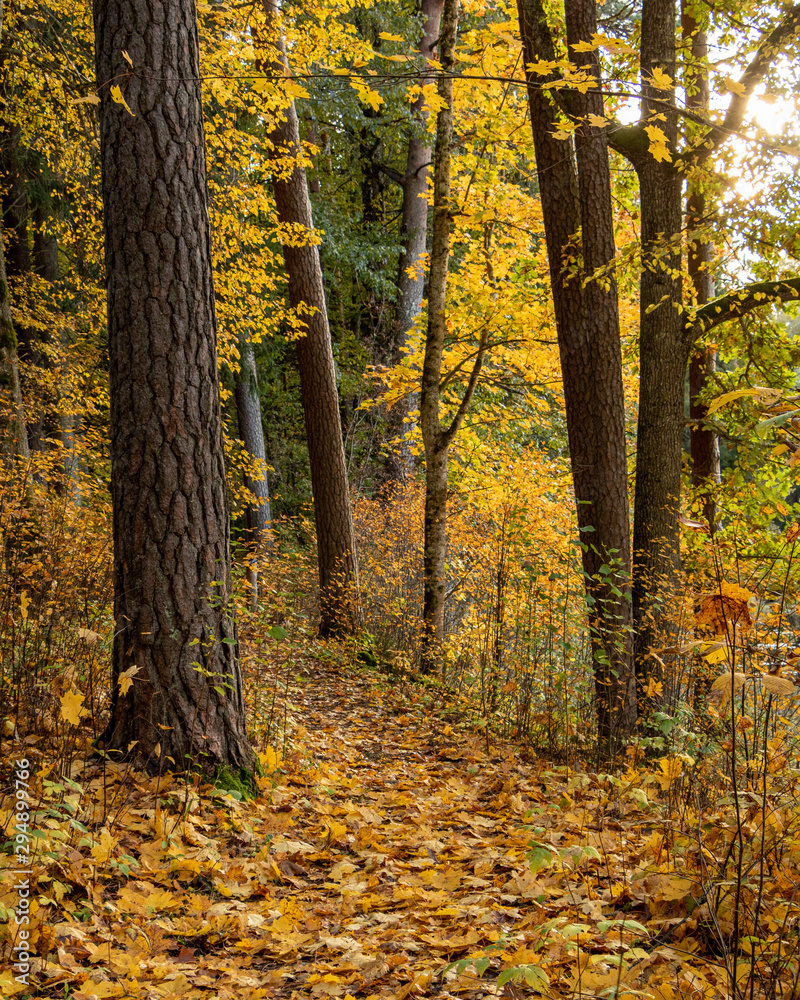Obraz premium Colourful forest path in autumn with fallen leaves on the ground and trees on October day in Latvia