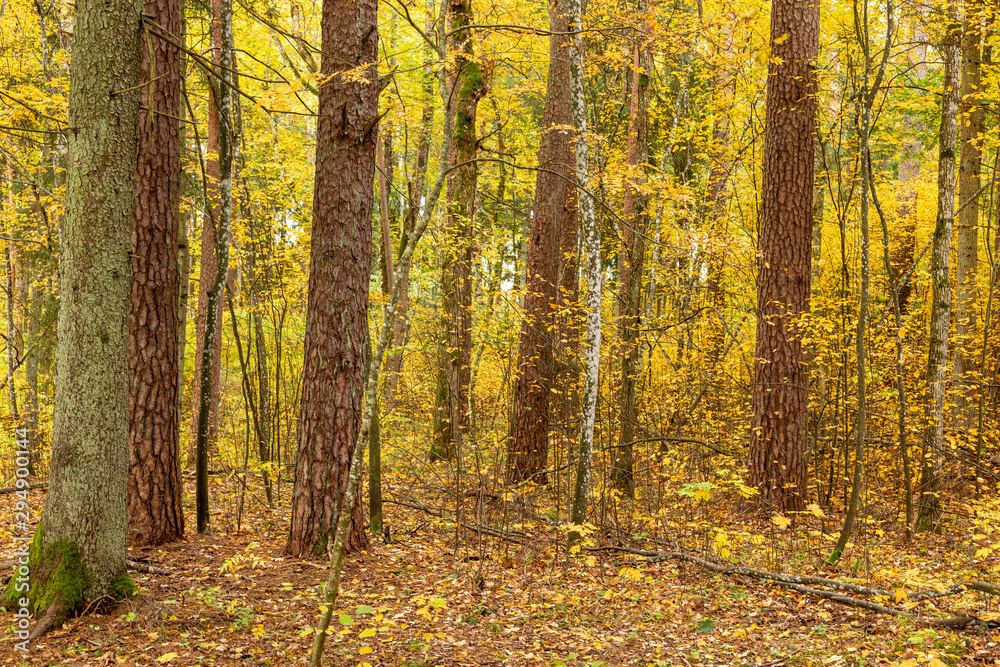 Lush yellow autumn scene in forest with colourful trees and bushes in October in Latvia Lush yellow autumn scene in forest with colourful trees and bushes in October in Latvia