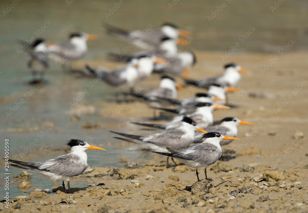 A flock of greater crested tern resting at Busaiteen coast, Bahrain. The photograph has been taken with selective focus. A flock of greater crested tern resting at Busaiteen coast, Bahrain. The photograph has been taken with selective focus.