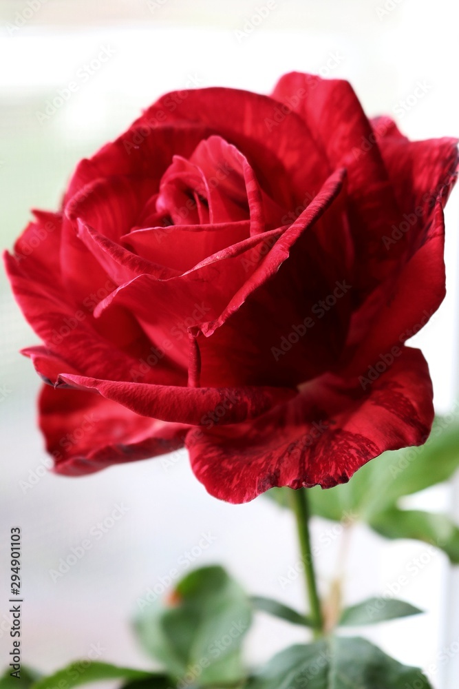 homemade red rose with dark red transitions homemade red rose with dark red transitions