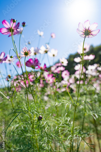 COSMOS