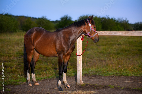 The thoroughbred young horse is standing near the hitching post in a dusk.