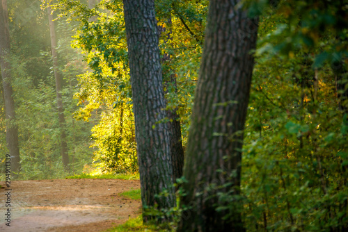 Forest in autumn with way and sun rays