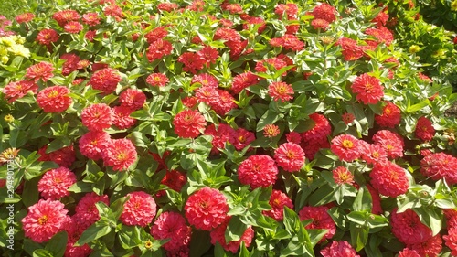 Red Zinnia elegans flowers on a green leafy background