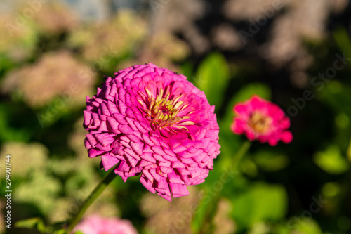 pink flower in the garden