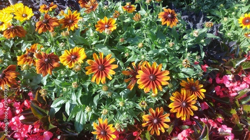 Gaillardia pulchella Blanket flowers on a green leafy background