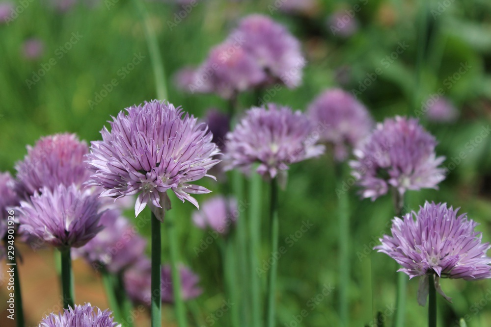 Purple Flower Purple Flower