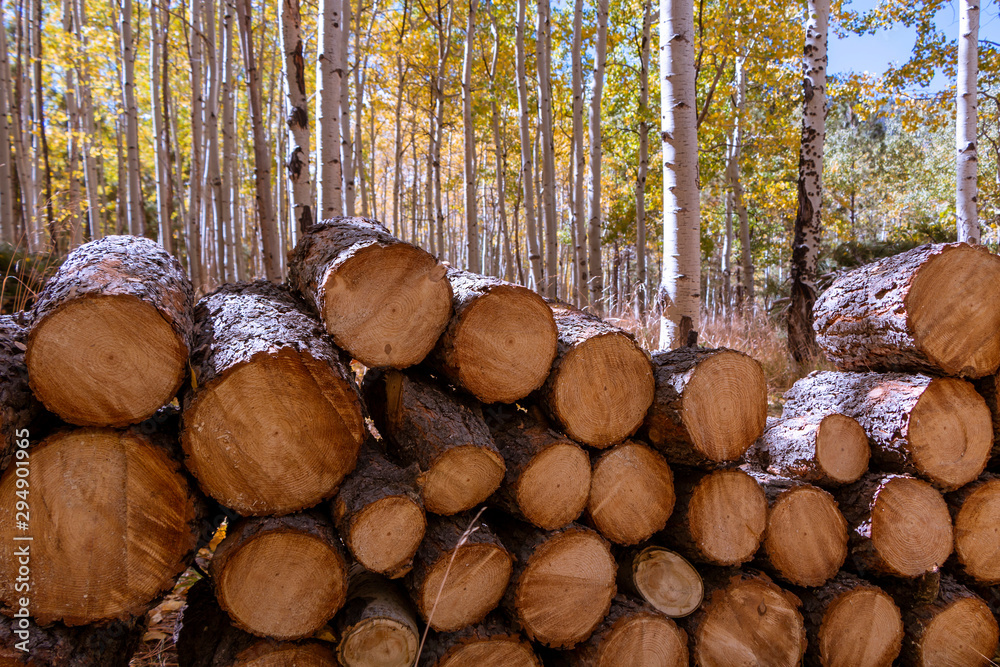 Firewood Stack In Aspen Forest During Fall
