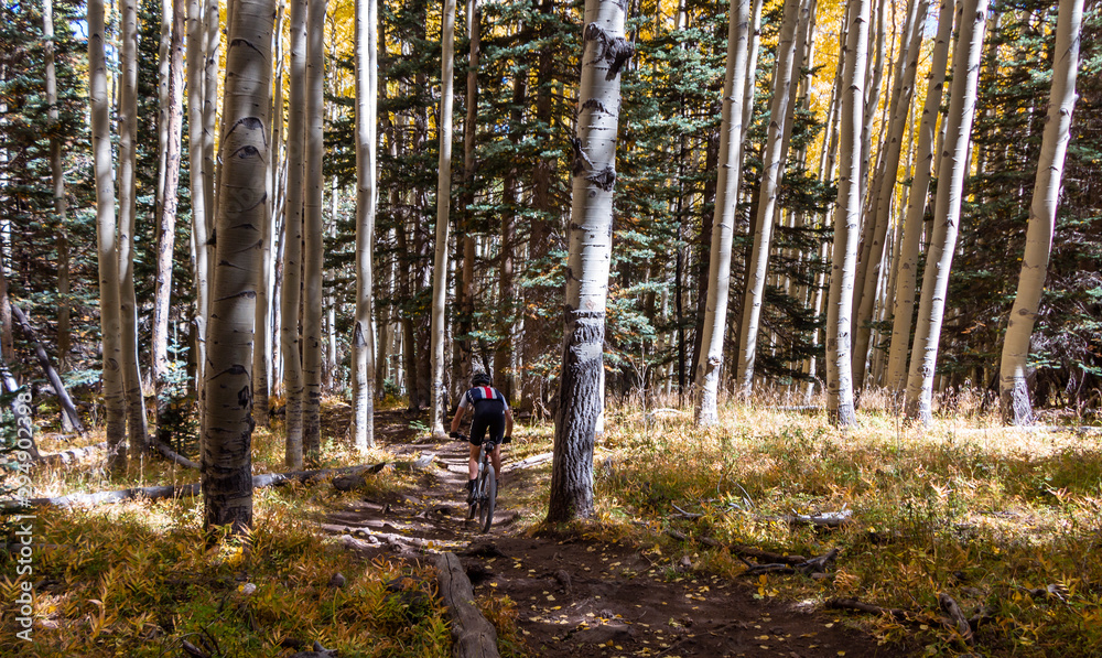 Fototapeta premium Mountain Biker On The inner Basin Trail Flagstaff, AZ