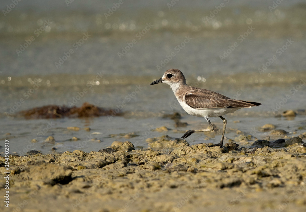 The greater sand plover at Busaiteen coast of Bahrain The greater sand plover at Busaiteen coast of Bahrain