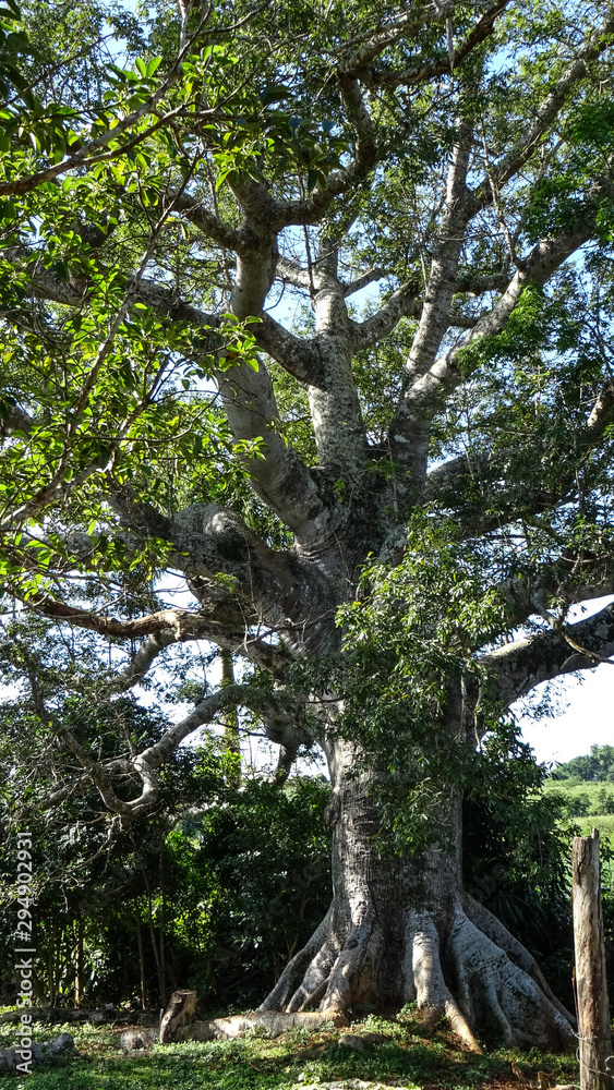 Fototapeta premium árbol milenario en viñales, Cuba