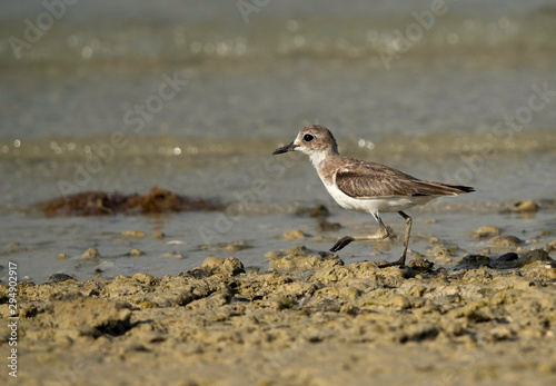The greater sand plover at Busaiteen coast of Bahrain 