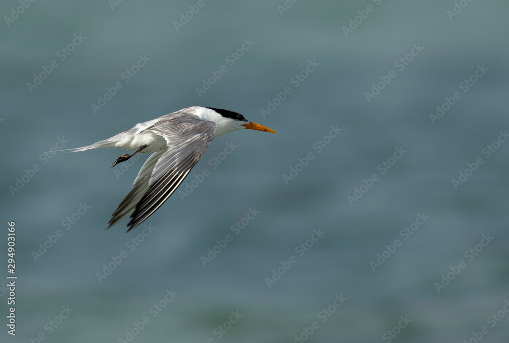 Greater Crested tern flying at Busaiteen coast, Bahrain Greater Crested tern flying at Busaiteen coast, Bahrain
