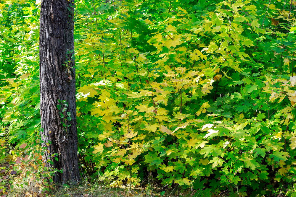 yellow and green leaves on trees and bushes in the forest, change of season