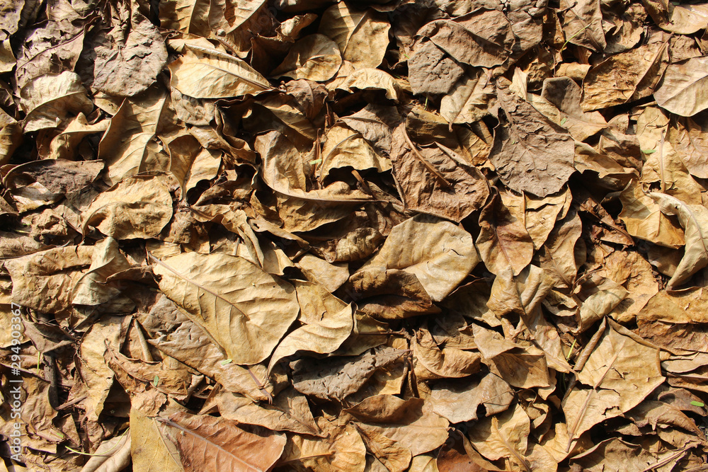 Dry leaf background