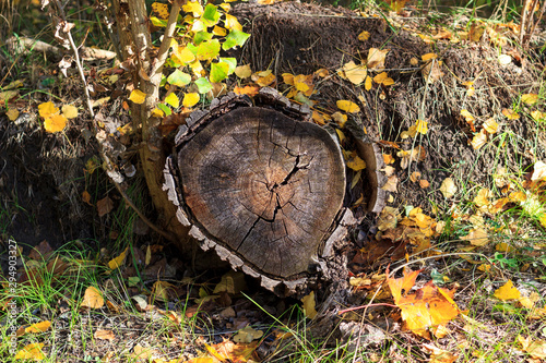 tree stump in autumn forest