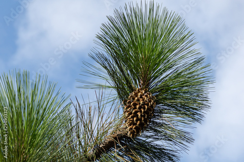 Giant Coulter pine (Pinus coulteri) with long needles and big cone on blue sky background in Crimea. Selective focus. photo