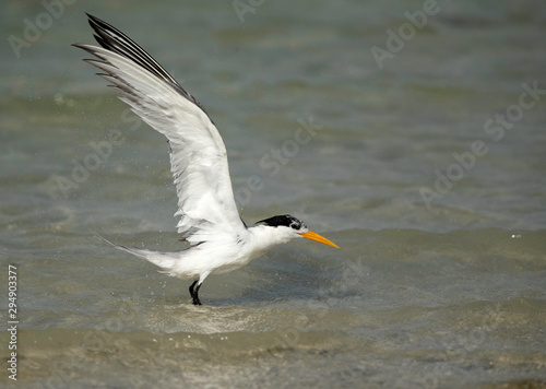 Greater Crested tern bathing, Bahrain