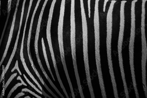 zebra padr  o