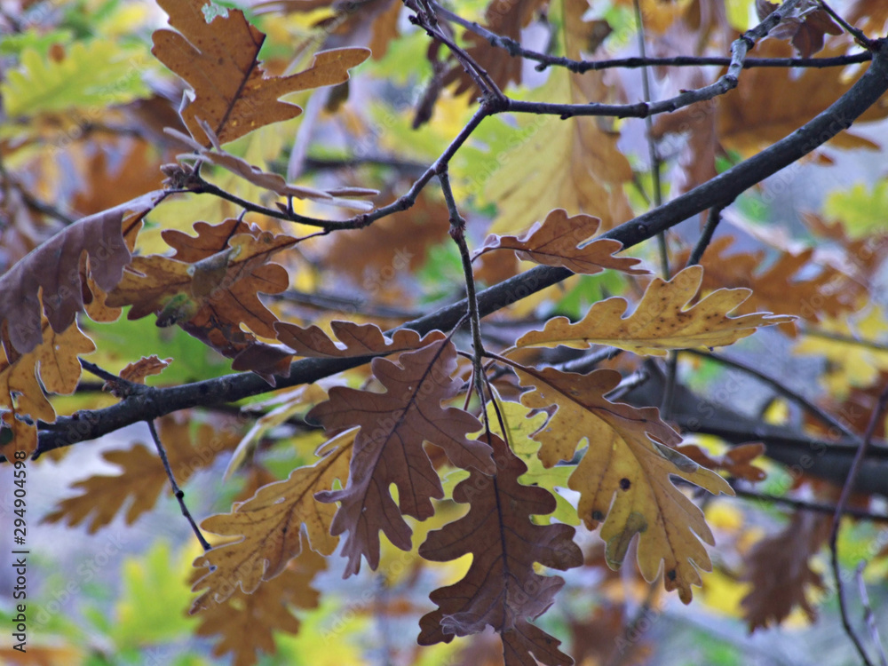 Fototapeta premium Hojas de roble secas en otoño