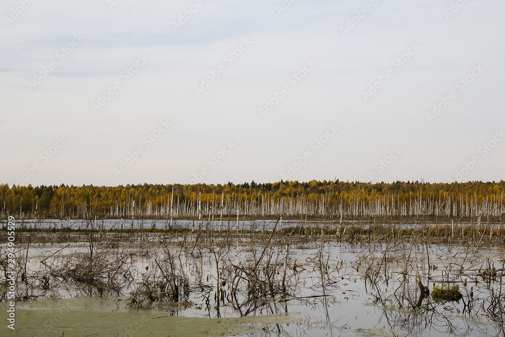 Pond on the background of autumn forest