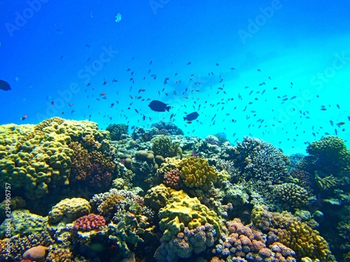 Photo Underwater shot of colorful coral reefs with a school of fish swimming nearby