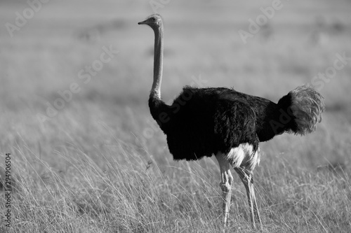 Ostrich in the Savannah, Masai Mara, Kenya photo