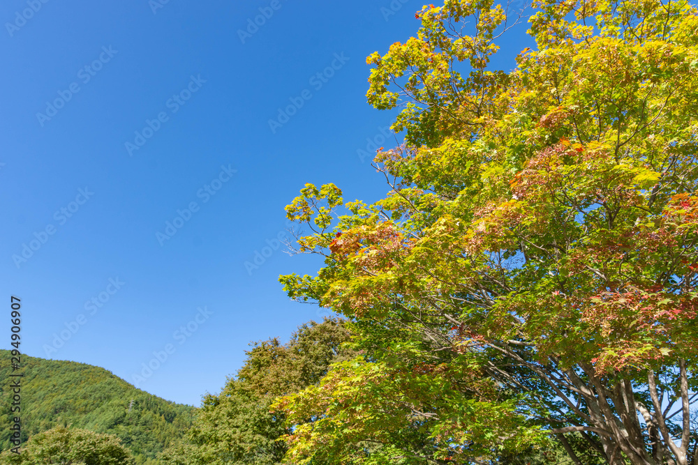 少し紅葉したモミジ