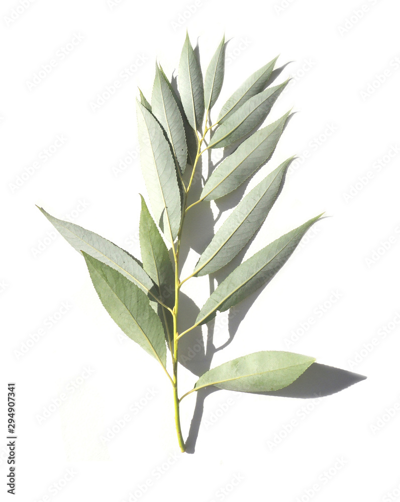 Obraz premium One twig, branch beautiful shape with green young elegant textured leaves isolated on white background. Pictures for text, maps, labels, books, covers, poster. Atmospheric still life