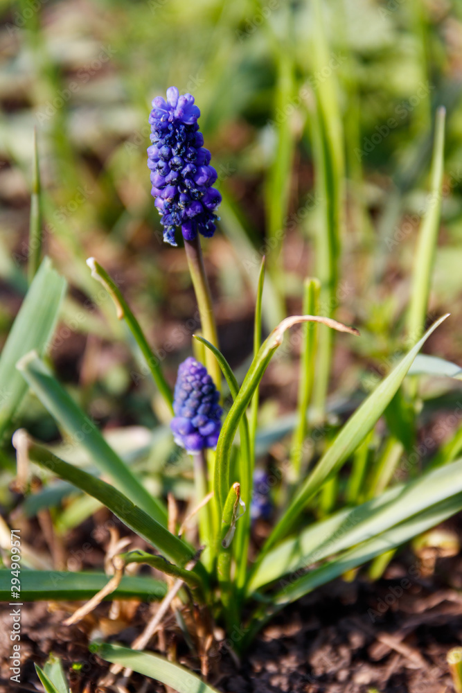 Blue grape hyacinth (Muscari) flower in garden Blue grape hyacinth (Muscari) flower in garden