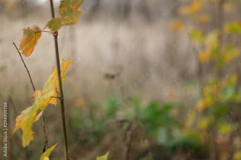 Obraz premium autumn leaves 