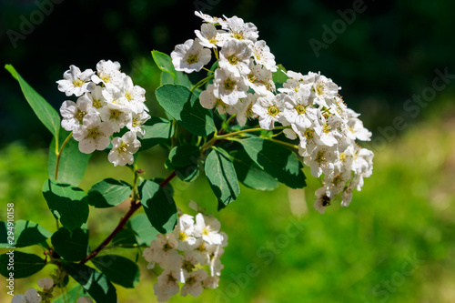 White flowering shrub Spirea aguta (Brides wreath) photo