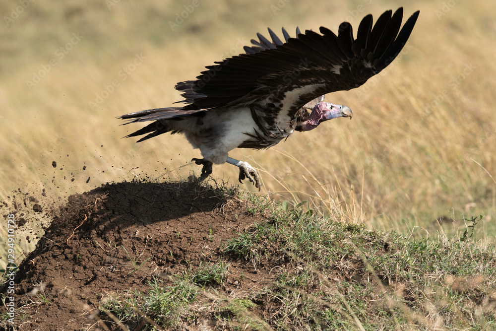 Fototapeta premium The lappet-faced vulture takeoff, Masai Mara
