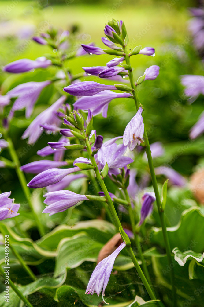 blue flowers in the garden blue flowers in the garden