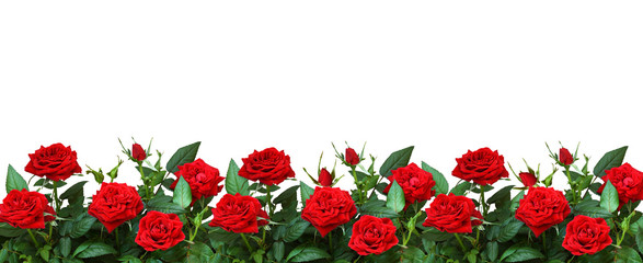 Red rose flowers in a border