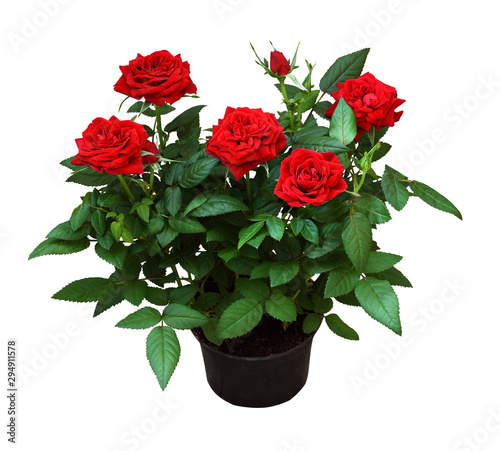 Red rose flowers in a pot photo
