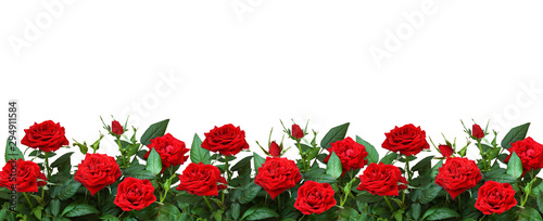 Red rose flowers in a border