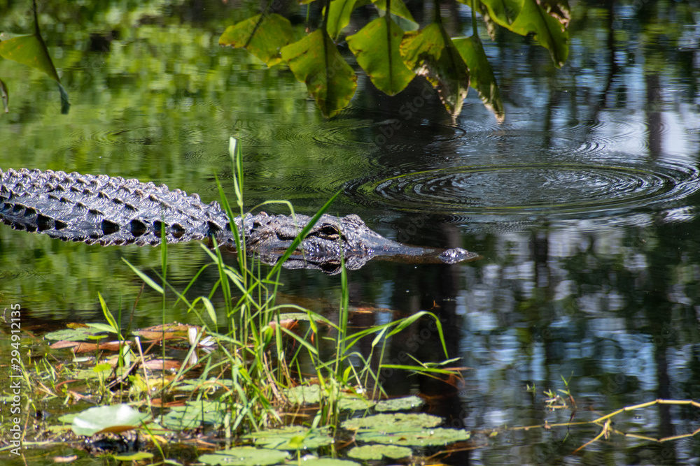 Large Florida / Georgia Alligator in the Okefenokee State Park. Large Florida / Georgia Alligator in the Okefenokee State Park.