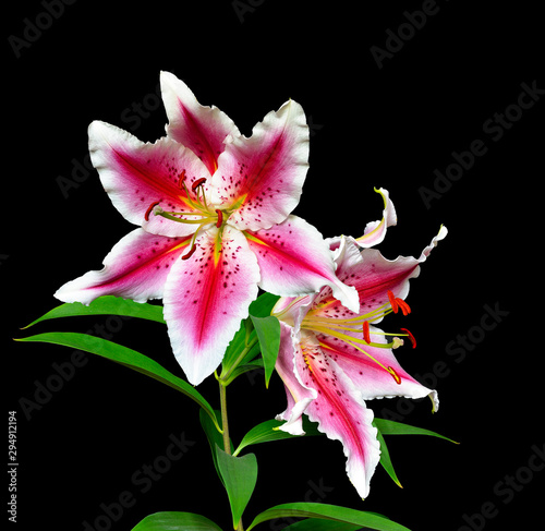 Elegant spotted pink with white lilies on a black background